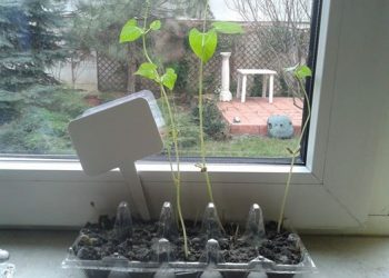 Experiment Fasolea iubita