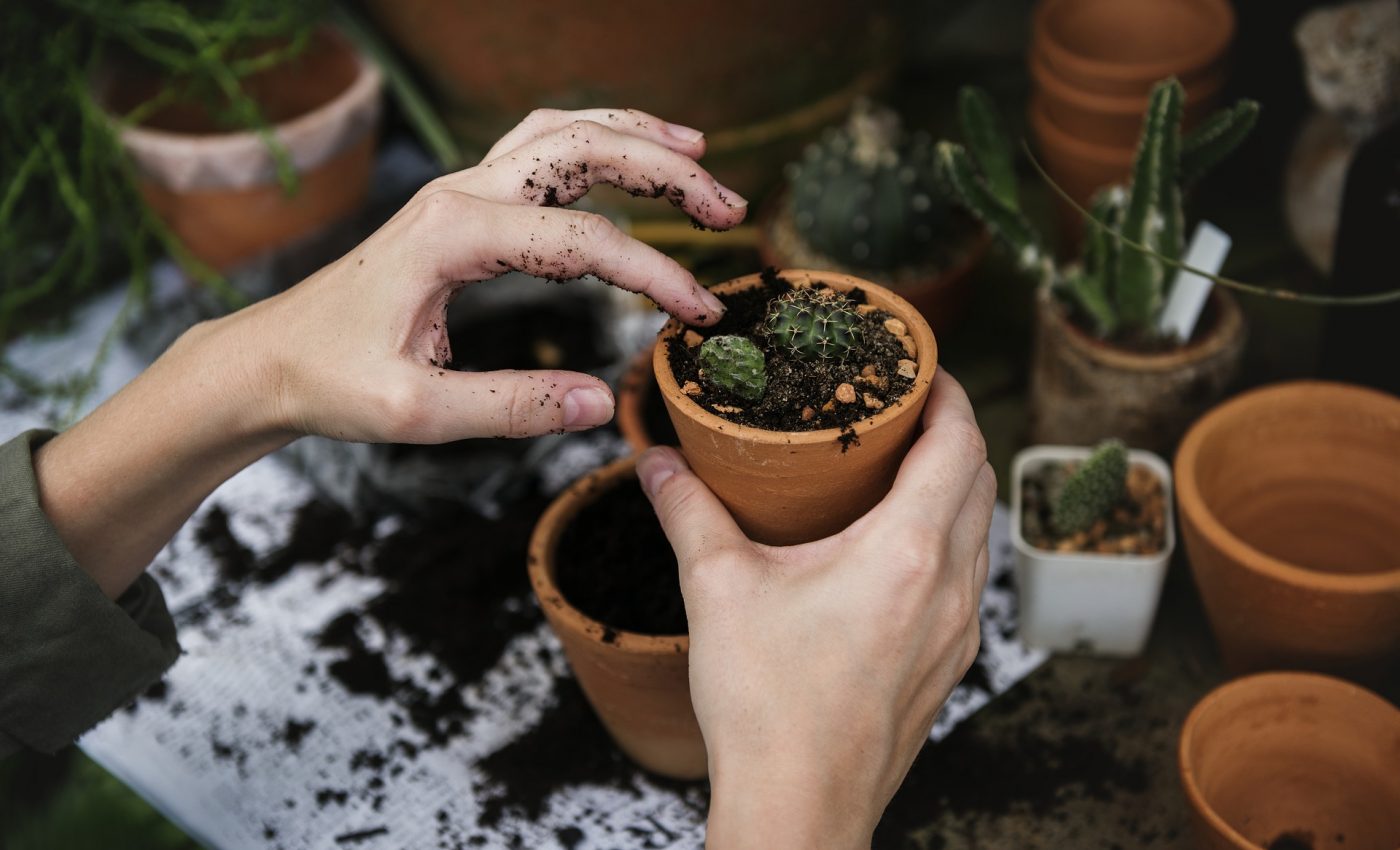 Plante de apartament - sfatulparinitlor.ro - pixabay_com - ecology-2985781_1920