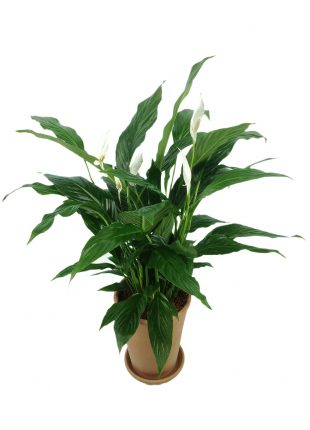 spathiphyllum - sfatulparintlior.ro - pixabay_com -811383_1920