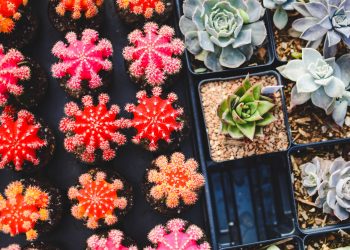 Ce plante sa ai in casa - sfatulparintilor.ro - pixabay_com - cacti-1845159_1920