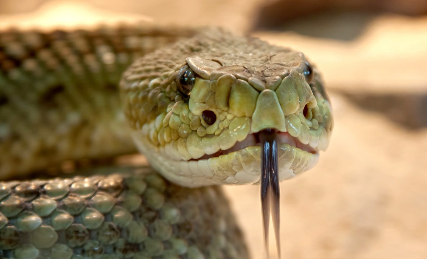 ce inseamna cand visezi serpi - sfatulparintilor.ro - pixabay_com - rattlesnake-653642_1920